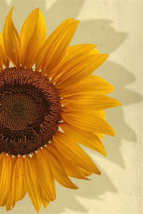 Sunflower In Yellow Background Poster Artdesign