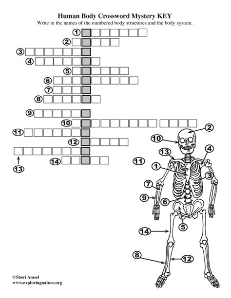 Bone Anatomy Crossword Printable Human Skeleton Diagram Labeled