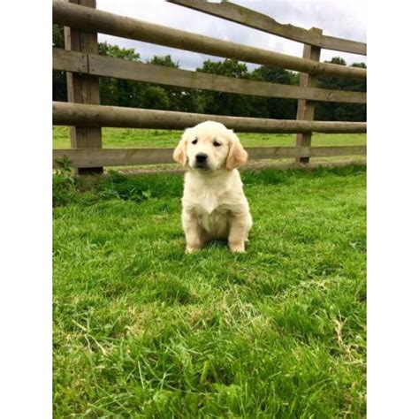 Pure Bred Golden Retriever Pups Agoura Hills Puppies For Sale Near Me
