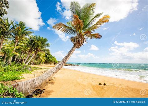 Exotic Carribean Shore Of Puerto Rico Flamenco Beach Stock Photo