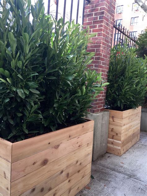 Custom Cedar Planters With Evergreen Shrubs For Privacy