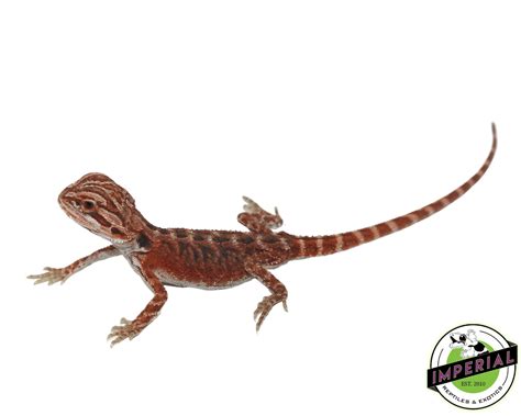 Deep Red Bearded Dragon For Sale Imperial Reptiles Imperial