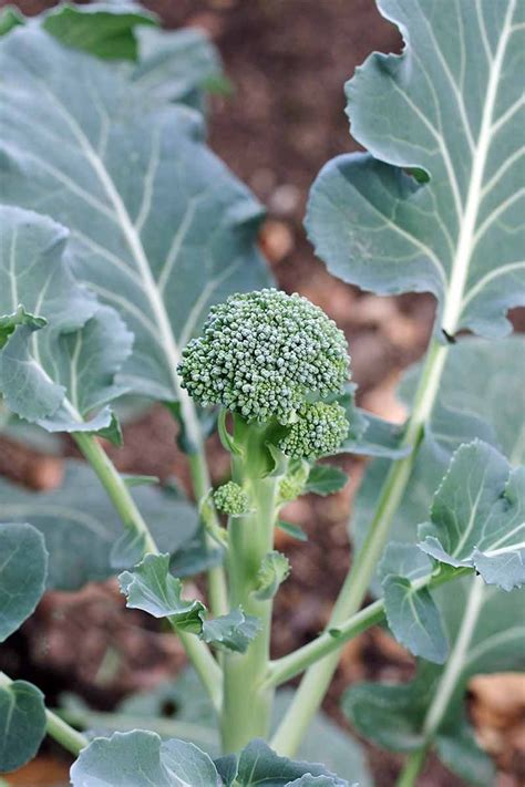 How To Plant And Grow Broccoli Gardeners Path Growing Broccoli