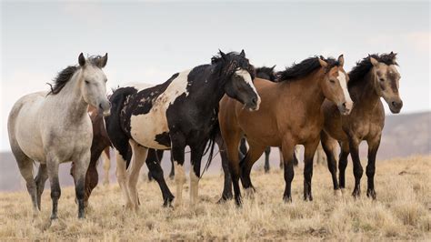 Mustang Horse Breed Profile Ehorses Magazine