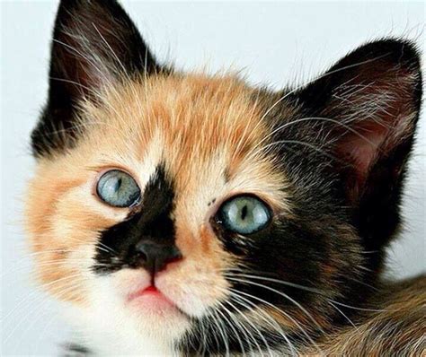 Pin By Cat Lovers On Fabulous Felines Kittens Cutest Cute
