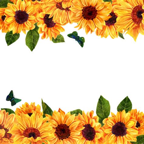 Download Yellow Sunflower On White Background Illustrations ...