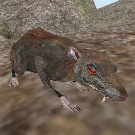 Morrowind Gathering Rat Meat The Unofficial Elder Scrolls Pages UESP