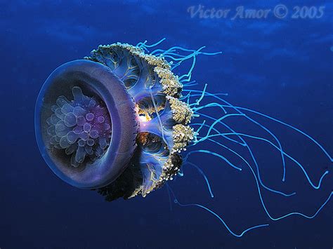 The Mirror Amazing Underwater Photography