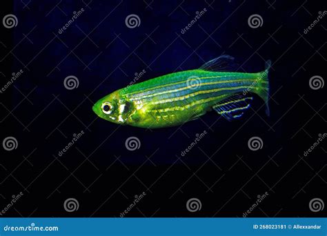 Fluorescent Freshwater FishÂ Electric Green Zebra Danio Fish Stock
