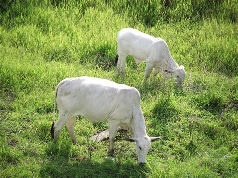 A Baixa Procura Por Carne Bovina
