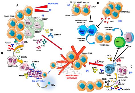 Ijms Free Full Text The Ovarian Cancer Tumor Immune Microenvironment Time As Target For