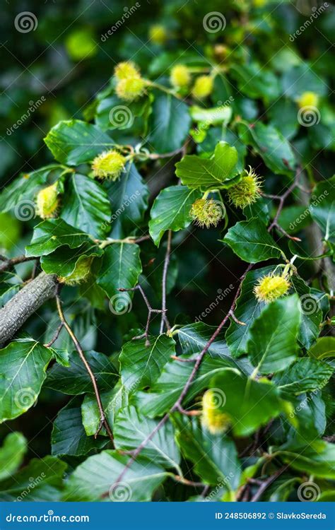 Young Hairy Beech Nuts Have Already Appeared On The Branches Of
