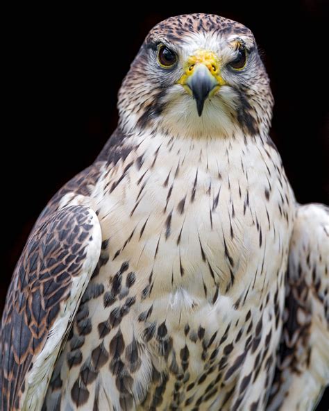 Falcon Close Up Pet Birds Birds Of Prey Beautiful Birds