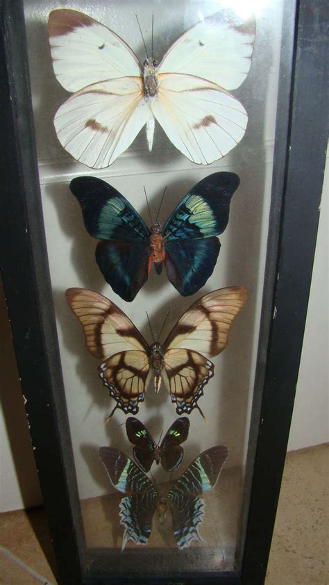 Real Butterfly Specimen Hanging Wall Art Sculpture For Sale At 1stdibs