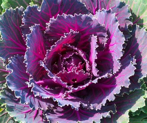 10 Purple Vegetables To Grow In Your Superfood Garden