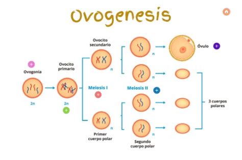 Ovogenesis