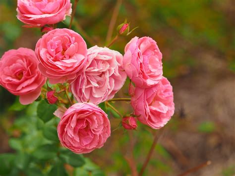 Pomponella — Eumundi Roses