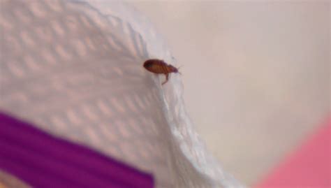 Gallery Bed Bugs Take Over A Denver Womans Apartment