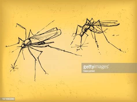 Anopheles Mosquitoes Photos And Premium High Res Pictures Getty Images