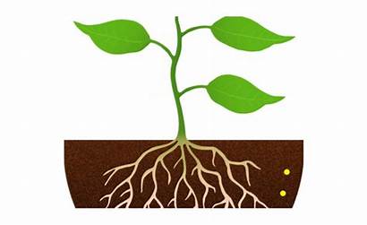 Clipart Seedling Root Roots Transparent Clip Webstockreview