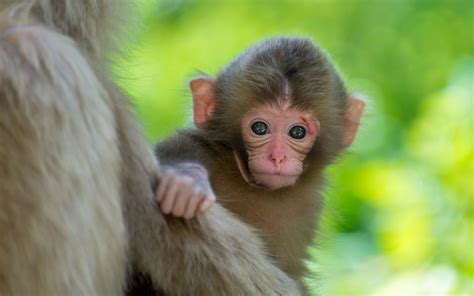 Download Baby Animal Cute Primate Animal Monkey Hd Wallpaper