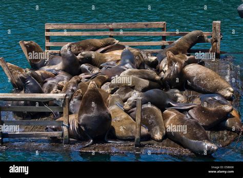 A Group Of Sea Lions Resting On A Platform At Fishermans Wharf In