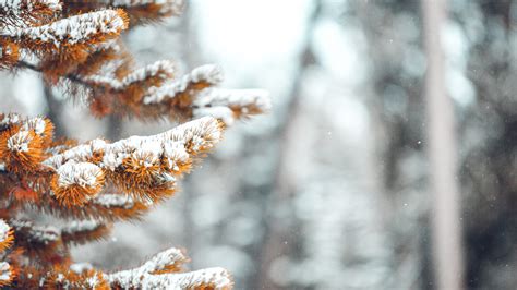 Wallpaper Winter Snow Nature Pine Trees Fall Depth Of Field