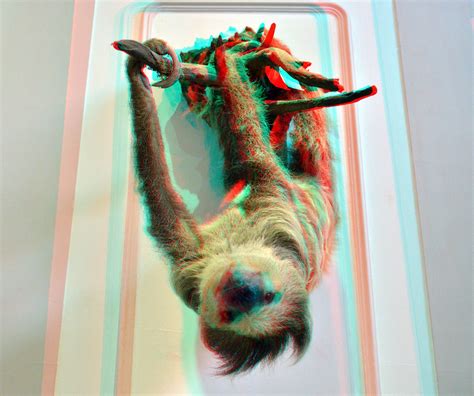 Sloths Luiaards Natuurhistorischmuseum Rotterdam 3d Flickr