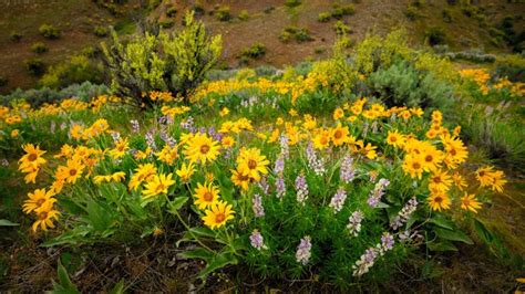 In Nature Wildflowers On A Hillside Blooming In Spring Stock Photo