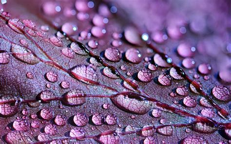 Water Drops On Leaves Hd Nature 4k Wallpapers Images