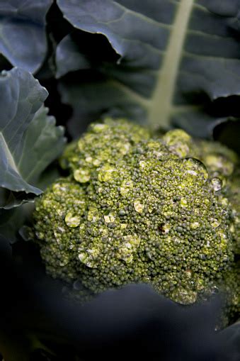 Broccoli In Bloom Stock Photo Download Image Now Broccoli Close Up