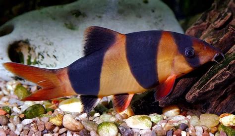 11 Best Yoyo Loach Tank Mates With Pictures Aqua Movement
