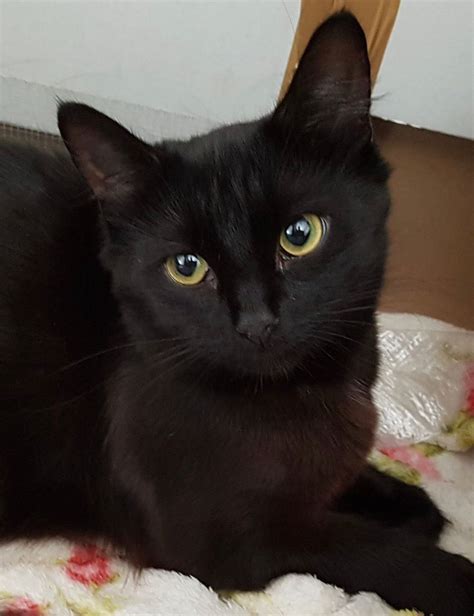 14 Beautiful Black Cats Looking For New Homes Chronicle Live