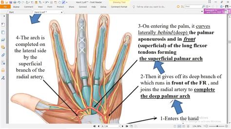 Hand Surface Anatomy