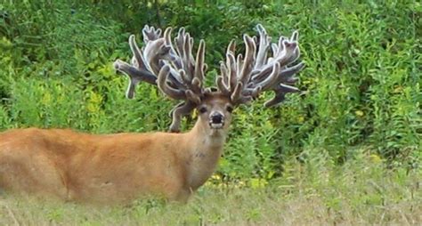 What Are Your Thoughts On These 10 Massive Farm Raised Deer