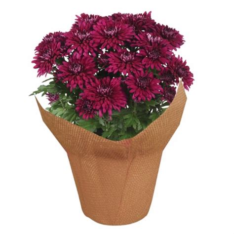 Potted Fall Mums 65 Inch Pot King Soopers