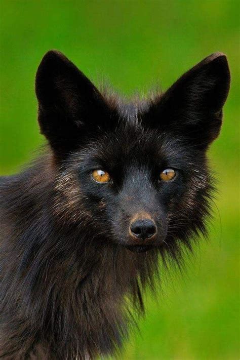 Pin By Jonathan Sherman On Black Fox ☀️ Animals Beautiful Cute