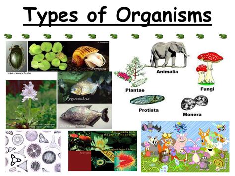 What Are Three Categories Of Organisms In The Ecosyst