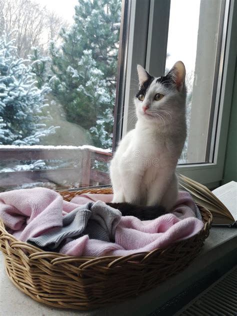 Winter Cat On The Window Stock Image Image Of Season 166133551
