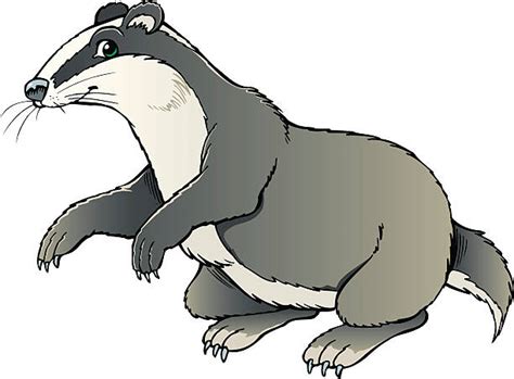 Badger Clip Art Vector Images And Illustrations Istock
