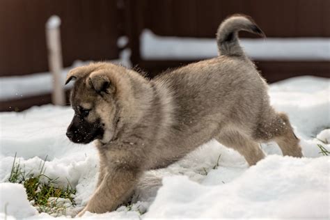 How Can I Get My Norwegian Elkhound To Stop Biting Me