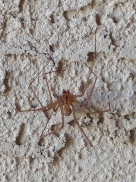 Spiders In Arizona Species And Pictures