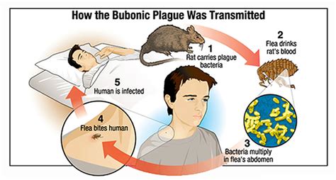 Plague Bubonic Plague Black Plague Causes Symptoms Treatment