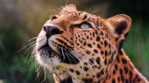 Wallpaper Leopard Brooding Eyes Muzzle Hd Picture Image