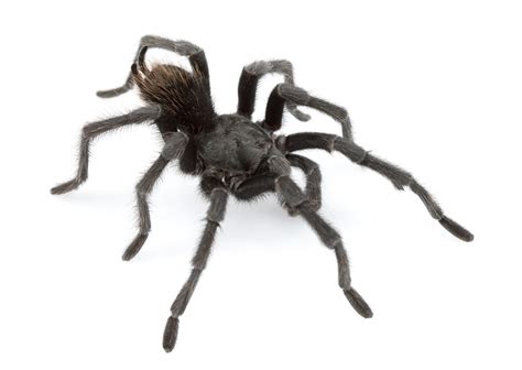 14 New Tarantula Species Found In United States
