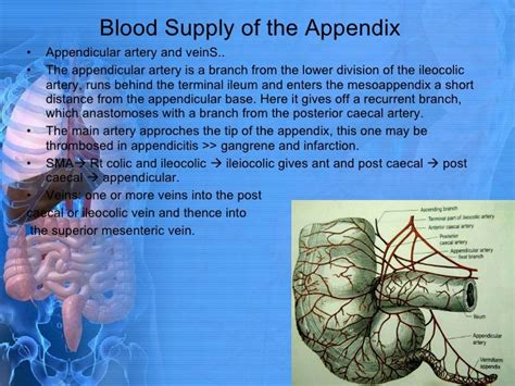 Anatomy Of Appendix