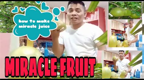 Miraclefruitjuicecalabashjuice How To Make Miracle Fruit Juice