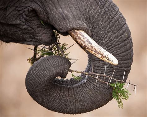 13 Fascinating Facts About Elephants