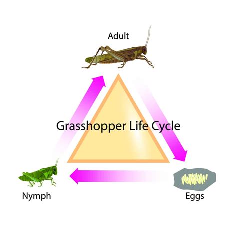 The Lifecycle Of Grasshoppers Whatbugisthat