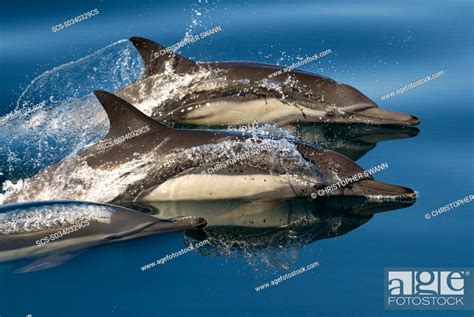 Common Dolphin Delphinus Delphis Gulf Of California A Trio Of Common